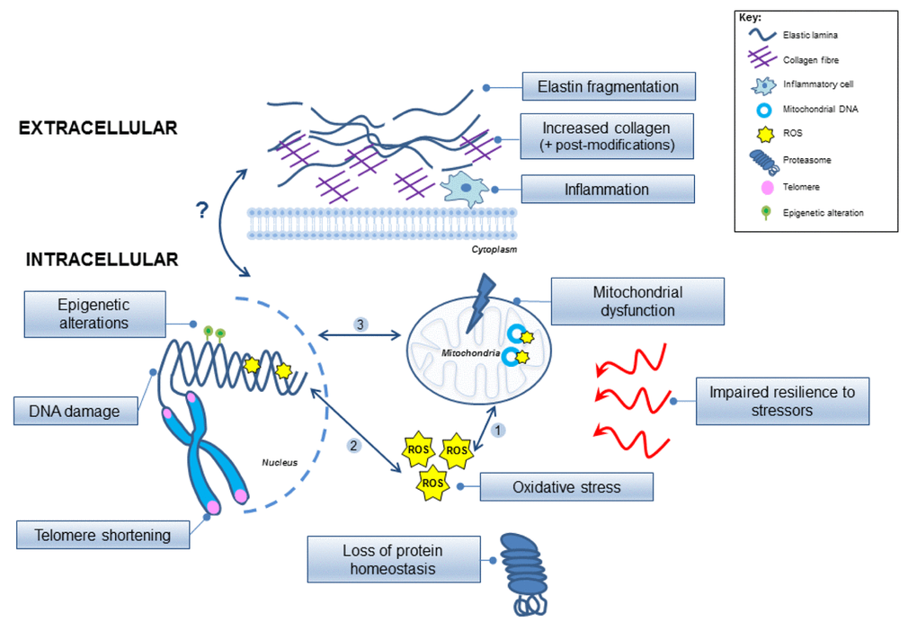 Model implicating the intracellular and extracellular molecular mechanisms involved in vascular aging. The inter-relationships between the processes remain unclear and are depicted by arrows highlighting possible links. (1) Reactive oxygen species (ROS) can damage the mitochondria and mitochondrial DNA, which can further exacerbate mitochondrial dysfunction, and (2) can also damage the nuclear genome (yellow stars); (3) Inter-communication is evident between the mitochondrial and nuclear genomes but remains complex. Epigenetic modifications are also involved in altering the nuclear DNA (green circles), and the chromosomal telomeres become shortened. Protein homeostasis is disrupted, and overall cellular resilience to molecular stressors (red arrows) is impaired. ROS, reactive oxygen species.