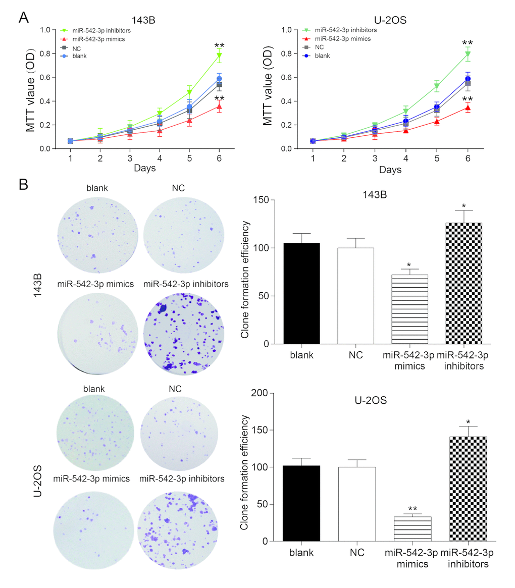 Overexpression of miR-542-3p suppressed the proliferation of osteosarcoma cells. (A) MTT assay showed that miR-542-3p mimics slowed down the growth of osteosarcoma cell line 143B and U-2OS, while miR-542-3p inhibitors enhanced it. **PB) Colony-forming growth assay, overexpression of miR-542-3p suppressed the proliferation of 143B and U-2OS cells, whereas low expressed miR-542-3p promoted it. *PP