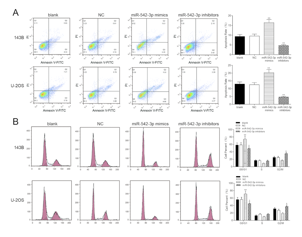 Overexpression of miR-542-3p induced apoptosis and cell cycle was arrested in osteosarcoma cells. (A) After transfection, the cells were collected and stained with Annexin V-FTIC/PI. The percentages of early (low right quadrant) and late apoptotic cells (upper right quadrant) were assessed by flow cytometry. **PB) The effect of miR-542-3p on cell cycle progression of 143B and U-2OS cells after 48h incubation was detected by flow cytometry analysis. *PP