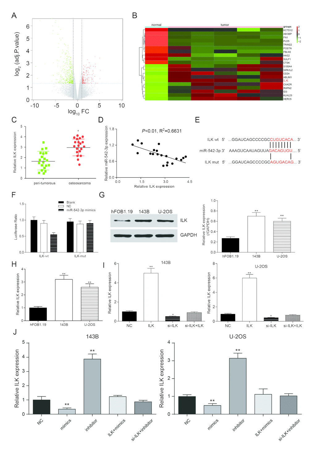 ILK is a target of miR-542-3p. (A) Volcano plot showed the variation in gene expression. The negative log of adj.P.Val (base 10) is plotted on the y-axis, and the log of the FC (base 2) is plotted on the x-axis; (B) Heat map of differentially expressed mRNAs in normal and osteosarcoma tissues; (C) ILK expression in osteosarcoma tissues were examined by qRT-PCR. *PD) Scatter diagram exhibited a negative correlation of ILK and miR-542-3p in 20 pairs of osteosarcoma tissues by qRT-PCR; (E) The binding site in miR-542-3p and 3'-UTR of ILK were indicated by TargetScan; (F) Luciferase reporter assay data found that co-transfection of osteosarcoma cells with miR-542-3p mimics and wild-type (WT) ILK 3'-UTR significantly decrease the luciferase activity, whereas co-transfection with mutant-type (MUT) ILK 3'-UTR and miR-542-3p mimics showed no difference with the control group; (G) Western blot was used to tested the expression of ILK in the normal human osteoblastic cell line hFOB1.19 and the human osteosarcoma cell lines 143B and U-2OS; (H) RT-PCR was used to quantify the endogenous levels of ILK in hFOB1.19, 143B and U-2OS. **PI) RT-PCR was used to measure ILK expression levels after transfection of a pcDNA3.1-ILK and si-ILK in 143B and U-2OS cells. *PPJ) ILK expression was inhibited by miR-542-3p mimics (mimics group), which reversed by miR-542-3p inhibitor (inhibitor group). **P