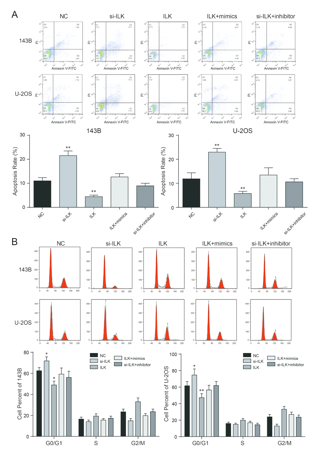 Low expressed ILK promoted apoptosis and arrested cell cycle in osteosarcoma cells. (A) After transfection, the cells were collected and stained with Annexin V-FITC/PI. The percentages of early (low right quadrant) and late apoptotic cells (upper right quadrant) were assessed by flow cytometry. **PB) The effect of ILK on cell cycle progression of 143B and U-2OS cells after 48h incubation was detected by flow cytometry analysis. *PP