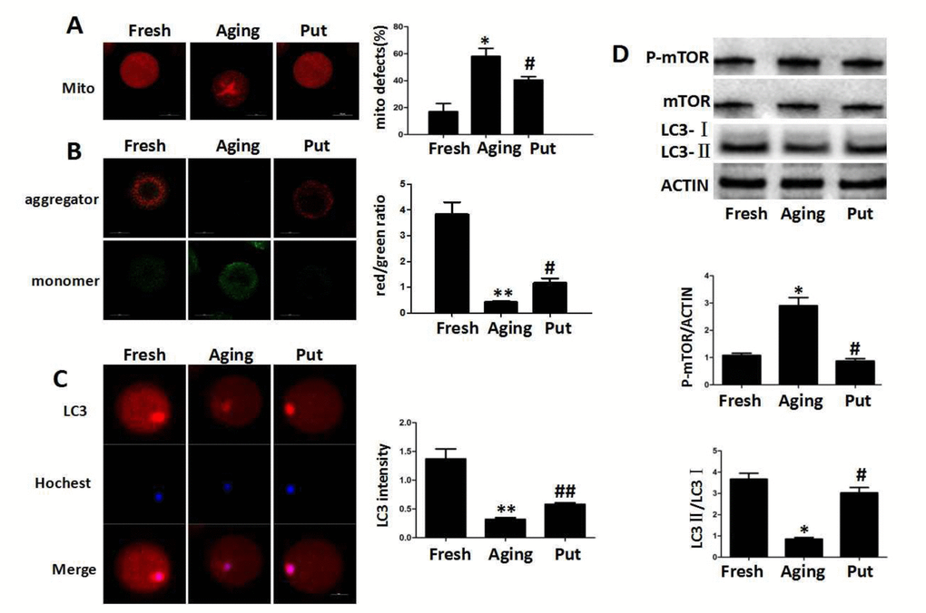 Functional degeneration of mitochondria in the aging oocytes. (A) The distribution of mitochondria in the cytoplasm. The even distribution of the mitochondria generally suggested a high function, while the aggregated mitochondria always showed functional degeneration. In the fresh MII oocytes, most of the mitochondria were evenly distributed in the cytoplasm. The proportion of aggregated mitochondria was significantly increased in those aging oocytes. However, this number was significantly decreased by putrescine treatment. (B) The mitochondrial membrane potential (MMP) was tested by the JC-1 assay to evaluate the mitochondrial activity. The ratio of red/green fluorescence intensity was used as the MMP index. The MMP index was significantly reduced in the aging oocytes when compared with the fresh MII oocytes. Putrescine treatment significantly enhanced the MMP of the aging oocytes. (C) The expression level of total LC3 in oocytes during postovulatory aging. The autophagy level was evaluated with total LC3 as an indicator. The autophagy in the fresh MII oocytes was at a reasonable level. The autophagy was significantly decreased in oocytes during postovulatory aging. The autophagy level was partially rescued by putrescine in the aging oocytes. (D) mTOR and LC3 transform as autophagy-related factors. The expression of mTOR was increased and the LC3-II/LC3-I ratio decreased in the aging oocytes. These effects were partially rescued by putrescine treatment in the aging oocytes. Mito, mitochondria. Put, putrescine. Compared with the fresh MII oocytes, *pppp