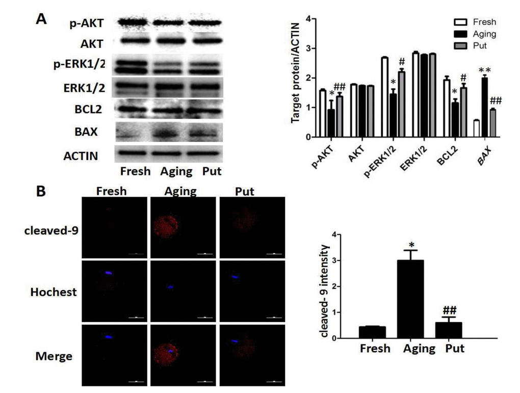 The apoptosis-related pathways in the aging oocytes and the effect of putrescine. (A) The phosphorylation levels of the AKT and ERK1/2 proteins and the expressions of BCL2 and BAX in the aging oocytes. The levels of p-AKT and p-ERK1/2 were significantly decreased in the oocytes during postovulatory aging, although the total level of AKT or ERK1/2 was not changed. The level of BCL2 was significantly decreased, and the level of BAX increased, as two subsequent factors of the AKT and ERK pathways. Putrescine rescued those effects in the aging oocytes.(B) The expression of caspase 9 as a key factor of the mitochondria-related apoptosis pathways. The level of cleaved caspase 9 was significantly increased in the aging oocytes. Putrescine significantly inhibited this incremental rise. Compared with the fresh MII oocytes, *pppp