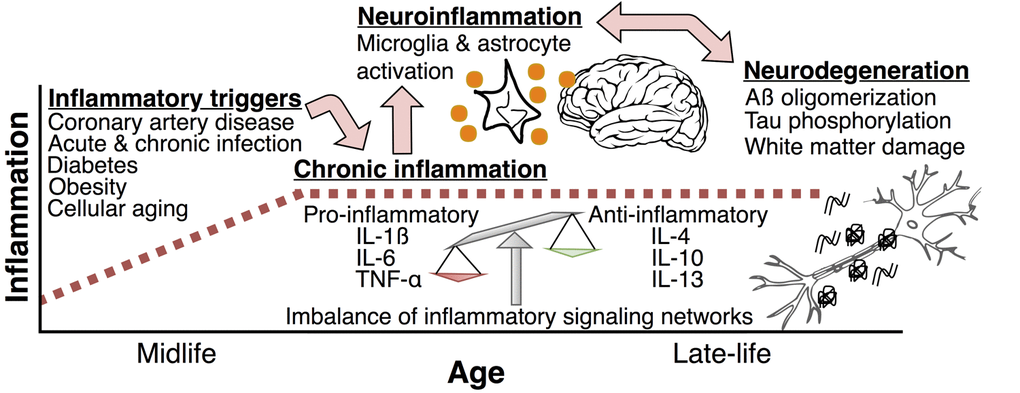 This figure describes the hypothesized relationship between systemic inflammation, neuroinflammation, and neurodegeneration. Inflammatory triggers, such as infection, chronic disease, and cellular aging can occur before or during middle adulthood. These events lead to increased pro-inflammatory signaling within the periphery, which can result in long-term perturbations in the balance between pro-inflammatory and anti-inflammatory networks. For some, these changes can lead to a state of chronic systemic inflammation that persists into older adulthood. By activating microglia and astrocytes, systemic inflammation can initiate or perpetuate a cytokine- and complement-mediated inflammatory response within the brain (i.e. neuroinflammation). Neuroinflammation has been shown to promote pathogenic brain changes, such as increased amyloid precursor protein processing, beta-amyloid oligomerization, tau phosphorylation, and small vessel disease. IL-1ß = interleukin 1 beta; IL-4 = interleukin 4; IL-6 = interleukin 6; IL-10 = interleukin 10; IL-13 = interleukin 13; TNF-α = tumor necrosis factor alpha.
