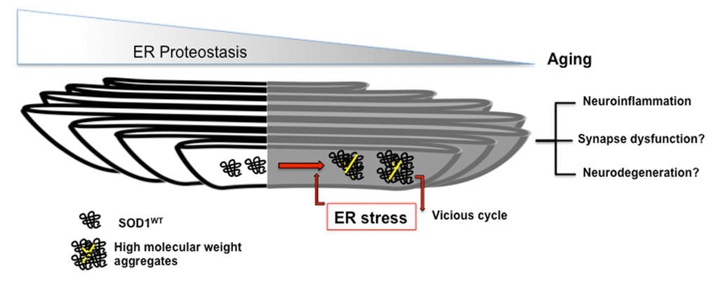 Schematic representation of feed-forward cycle of SOD1WT aggregation and ER stress occurring during aging. ER stress triggers accumulation of disulfide-crosslinked SOD1WT aggregates in the ER of high molecular weight, which further induce ER stress contributing to sALS pathology.