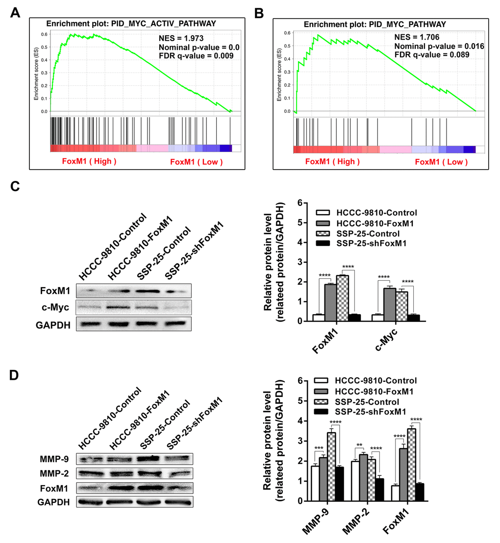 GSEA (Gene Set Enrichment Analysis) of the c-Myc signaling pathway based on the high and low expression of FoxM1 in ICC. The results indicated marked correlations of FoxM1 expression in ICC with the c-Myc signaling pathway (A and B). Subsequently, Western blotting verified that the overexpression of FoxM1 upregulates the activity of c-Myc signaling (C) and promotes MMP-9 and MMP-2 (D) protein expression in ICC. Statistics are shown with a bar graph. **P ***P ****P 