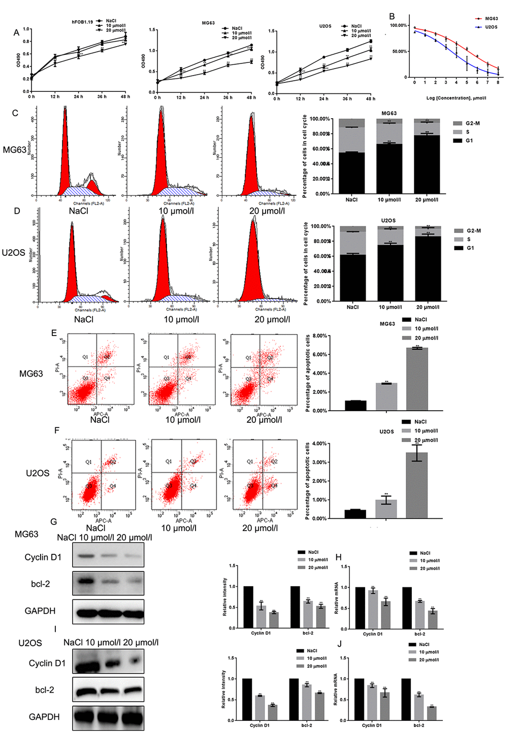 Naringin inhibits the proliferation of osteosarcoma cells. (A) Results of MTT proliferation assays in hFOB1.19, MG63, and U2OS cells cultured with various concentrations of naringin for different times. Results represent the mean ± SD of three experiments done in triplicate. **P B) Proliferation inhibition rates induced by naringin on MG63 and U2OS cells. IC50 values were calculated through linear regression. (C, D) Flow cytometric analysis of cell cycle distribution in MG63 and U2OS cells pre-incubated with or without naringin for 24 h and stained with PI. The experiment was repeated three times. **P E, F) Flow cytometric assay of apoptosis in MG63 and U2OS cells pre-incubated with or without naringin for 24 h and stained with Annexin V-FITC/PI. The experiment was repeated three times. **P G-J) Expression of Cyclin D1 and bcl-2 detected by Western blot and real-time PCR in MG63 and U2OS cells treated with NaCl or naringin for 24 h. **P 