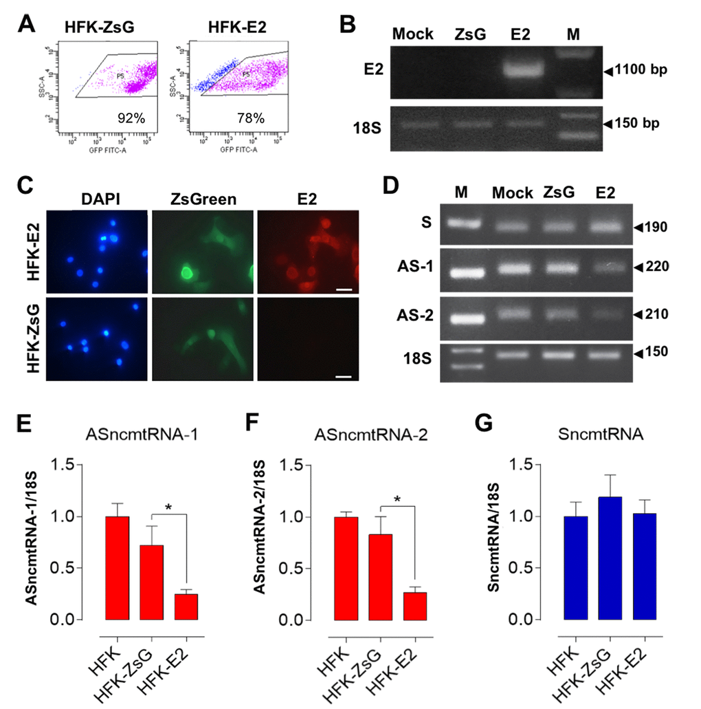 E2-expressing HFK downregulate the ASncmtRNAs. HFK were transduced in triplicate for 72 h with HPV-18 E2 (HFK-E2) or with control lentivirus (HFK-ZsG) or mock-transduced. (A) Representative analysis of HFK-ZsG and HFK-E2 populations displayed 92% and 78% transduction, respectively. (B) Only HFK-E2 cells expressed the full-length E2 mRNA (1,100 bp). (C) Only HPV-18 E2-transduced HFK expressed E2 protein as evaluated by immunofluorescence (Bars = 40 µm). (D) Relative levels of ncmtRNAs were determined at p3 by RT-PCR using 18S rRNA as loading control. Numbers on the right denote amplicon size in bp. Triplicate analysis of ASncmtRNA-1 (E), ASncmtRNA-2 (F) and SncmtRNA (G) showed that both ASncmtRNAs were downregulated by E2 expression (*p