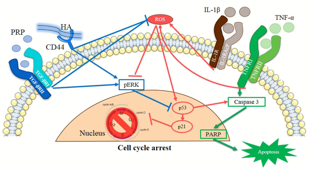 Schematic representation of HA and PRP-mediated cellular apoptosis in osteoarthritic chondrocytes.