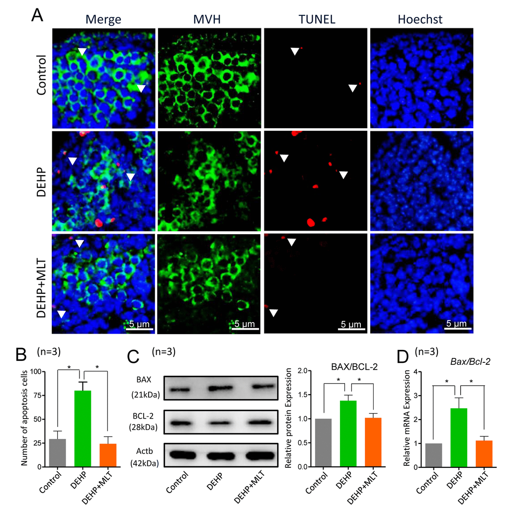 Effects of MLT on apoptosis in DEHP-exposed fetal ovaries. (A) Representative images of TUNEL-staining in control, DEHP, and DEHP+MLT groups. (B) The number of apoptosis positive cells in the different groups. (C) The protein expression of BAX and BCL-2 by western blot in the control, DEHP and DEHP+MLT groups. (D) The relative expression of Bax and Bcl-2 genes in the control, DEHP and DEHP+MLT groups. The results were presented as mean ± SEM. *P 