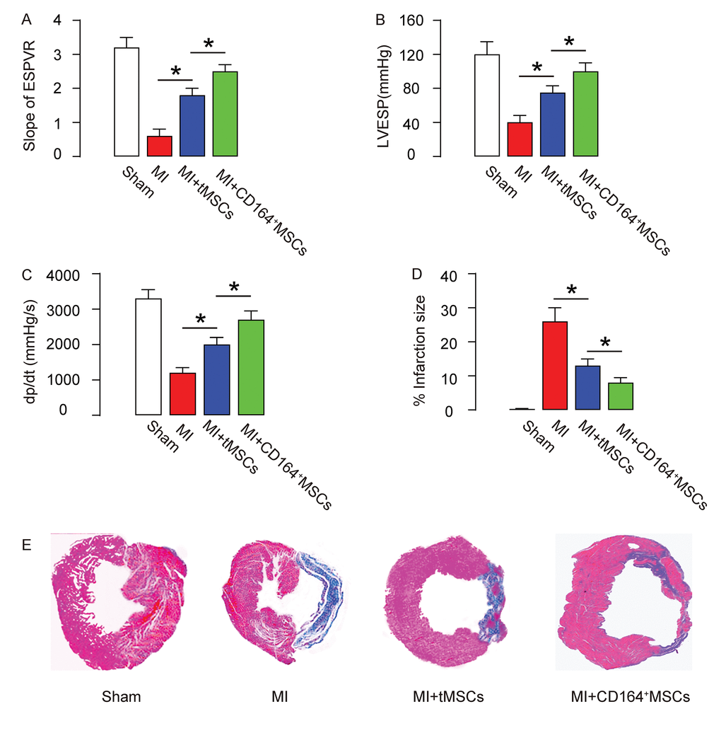 CD146+MSCs have a better protective effect on heart function than tMSCs in MI-mice. Four groups of mice were applied. Group 1, mice received sham surgery and injection of saline (Sham). Group 2, mice received MI surgery and injection of saline (MI). Group 3, mice received MI surgery and injection of tMSCs (MI+tMSCs). Group 4, mice received MI surgery and injection of CD164+MSCs (MI+CD164+MSCs). Four weeks later, the mouse heart function was assessed using ventricular catheterization. (A) End systolic pressure-volume relationship (ESPVR) (B) left ventricular end systolic pressure (LVESP) (C) Positive maximal pressure derivative (+dP/dt). (D-E) Masson's trichrome staining to determine the fibrotic heart tissue, shown by quantification (D), and by gross images (E). *p