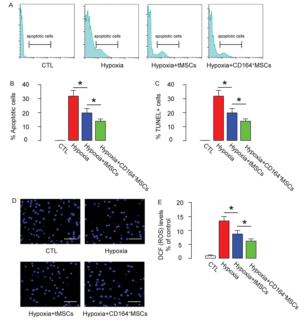 Reduced cell apoptosis and ROS formation by CD146+MSCs against hypoxia in cardiac muscle cells. (A-D) The apoptosis of CMC in an Annexin V-apoptosis assay (A-B), shown by representative flow charts (A), and by quantification (B), and in a TUNEL assay (C-D), shown by quantification (C), and by representative images (D). (E) ROS levels by DCF-DA assay. *p