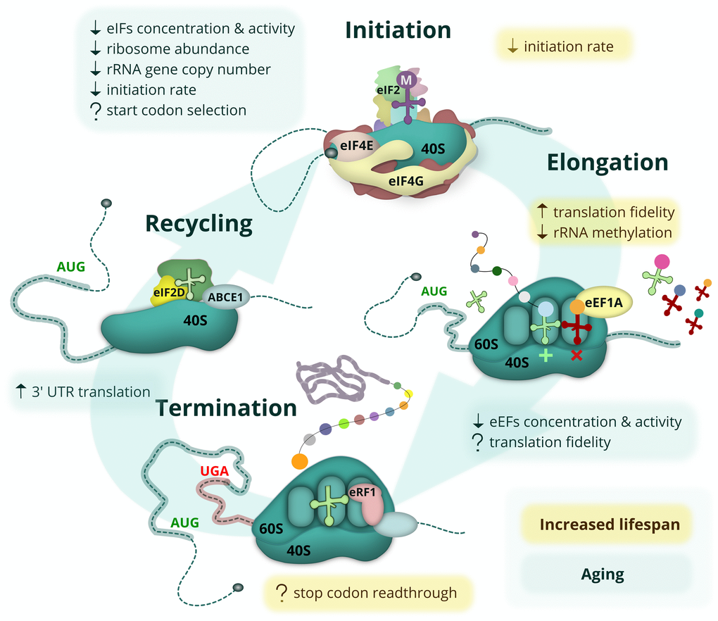 Age-related changes and lifespan modulating aspects of protein synthesis. The eukaryotic mRNA translation cycle is shown. During translation initiation, the 43S complex is formed (top). It harbors the initiator Met-tRNAi delivered by eIF2, which is inactivated upon amino acid starvation, UPR or other stress conditions. The 43S complex is loaded onto the capped mRNA 5’ end with the help of eIF4F, composed of the cap-binding protein eIF4E, a scaffold protein eIF4G, and a helicase eIF4A (not shown). The eIF4E-eIF4G interaction is inhibited by 4E-BP repressor proteins, which are activated during amino acid starvation when mTOR kinase is inactive. During elongation (right), cognate (or sometimes near-cognate) aminoacyl-tRNAs are delivered to the translating ribosome by eEF1A, followed by the peptidyl transferase reaction and eEF2-assisted translocation step (not shown). When the ribosome encounters a stop codon, translation termination occurs (bottom). At this step, the synthesized polypeptide is released by termination factor eRF1, delivered by eRF3 (not shown) and assisted by ABCE1. In some cases, however, the stop codon can be recognized by a non-cognate tRNA, leading to a readthrough event. At the final step (left), ribosome and deacylated tRNA should be removed from the mRNA (recycled) with the help of ABCE1, eIF2D and/or MCT-1/DENR proteins. Most of these events are affected by aging (light-green boxes) or linked to lifespan control (yellow boxes). Known positive and negative effects are shown by up and down arrows, respectively, while controversial or potential regulation is indicated by a question mark.