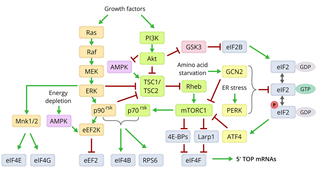 Molecular pathways modulating lifespan via control of the translation machinery. Components of the Ras/MEK/ERK signaling pathway are shown in yellow, those of the PI3K/Akt/mTOR axis in green, the ISR pathway in yellow, and the translation machinery components in grey [80,166,175,180].