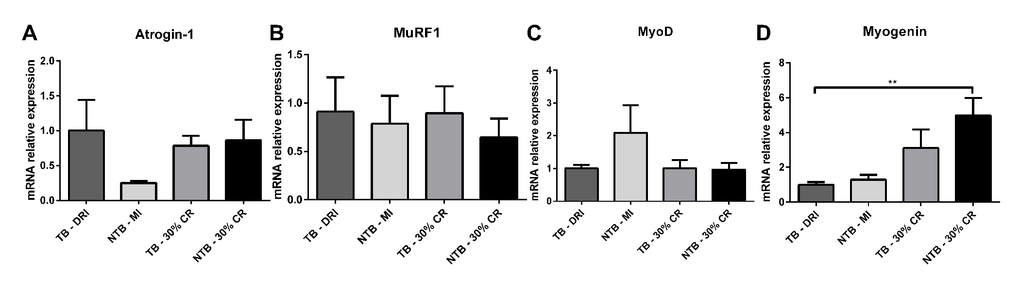 mRNA expression levels in cachectic muscle. Bar graphs depicting the mean ± SEM mRNA expression levels in gastrocnemius muscle of (A) Atrogin-1, (B) MuRF1, (C) MyoD and (D) Myogenin in C26 tumor-bearing (TB) male CD2F1 mice with ad libitum access to chow (dietary reference intake [DRI], n = 10); C26 TB mice on a 30% caloric restriction (CR, n = 10) diet; non-tumor bearing (NTB) mice with matched intake (MI, n = 10); NTB mice on a 30% caloric restriction (n = 10). Multiple group comparisons were done by one-way ANOVA with a Bonferroni’s post hoc test. All groups were compared against TB – DRI mice. Asterisk brackets are displayed for significant results only. * p 