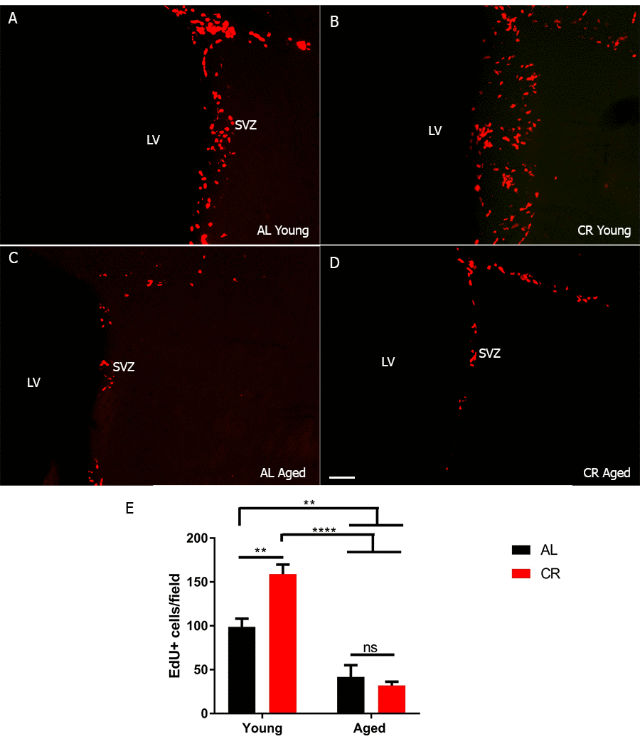 SVZ stem cell proliferation is transiently increased by calorie restriction. (A-D) Immunohistochemistry on coronal sections for EdU from young and aged brains. (E) Quantification of the number of proliferating cells in each group. *** = p