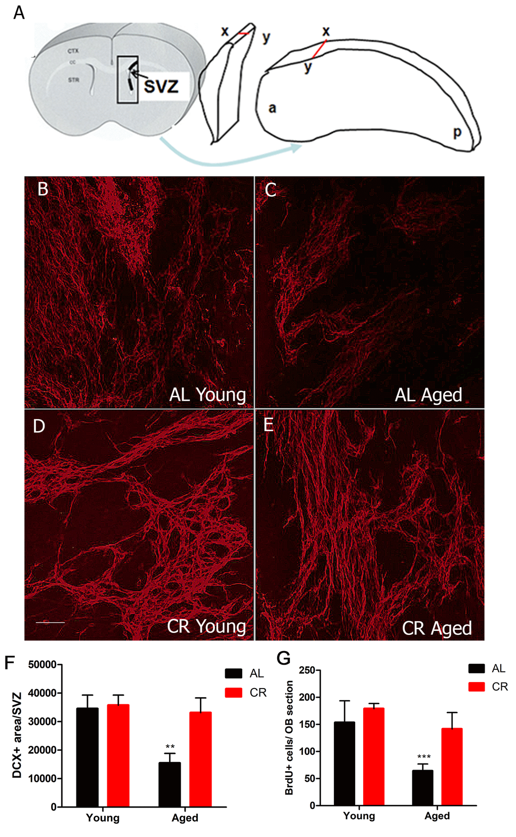 Calorie restriction protects against the loss of neurogenesis in the aged SVZ. (A) Cartoon showing the 3-dimensionally preserved SVZ wholemount. (B-E) Confocal projection images of immunohistochemistry for the neuroblast marker DCX performed on SVZ wholemounts in young and aged AL and CR mice. (F) Quantification of the amount of DCX immunostaining for the different groups. (G) Quantification of the number of BrdU+ cell in the olfactory bulb two weeks after BrdU injection. *** = p