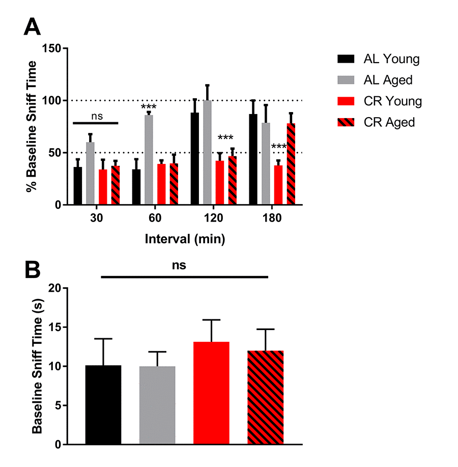 Olfactory memory is enhanced by calorie restriction. (A) Quantification of the percent of time mice from the initial exposure mice spent smelling the same odor at 30-minute intervals. 100% baseline sniff time was interpreted to mean that mice found the odor to be as novel as the first time they smelled it. (B) Quantification of the time each group spent sniffing a novel odor during the baseline trial. **** = p