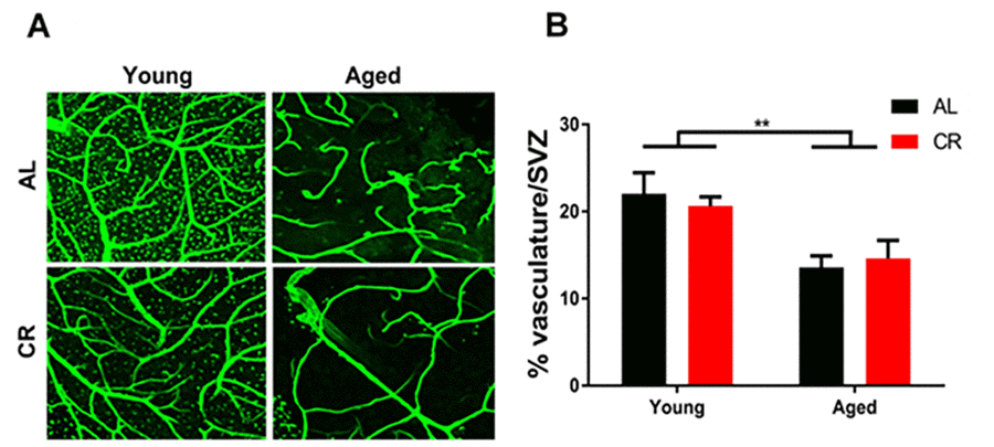 Vascular density declines in the aged subventricular zone despite dietary intervention. (A) Confocal images of the SVZ vascular plexus labeled with laminin. (B) Quantification of the vasculature density. ** = p
