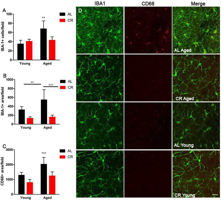 Microglia activation is mitigated by calorie restriction. (A) Quantification of the number of cells expressing the microglia marker Iba1 in the young and aged CR and AL mice. (B) Quantification of Iba1 reactivity in the different groups of mice. (C) Quantification of the activated microglia marker CD68 in the SVZ of the groups of mice. (D) Representative confocal images of Iba1 and CD68 microglia expression in the different groups of mice. Scale bar =25 µM. ***=p
