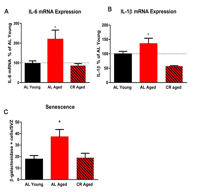 Calorie restriction abrogates markers of inflammation in the subventricular zone. (A) Quantification of the expression levels of the pro-inflammatory cytokine IL-6 in the SVZ using qRT-PCR. (B) Quantification of IL-1β in the SVZ. (C) Quantification of the number of senescent cells in the SVZ. * = p
