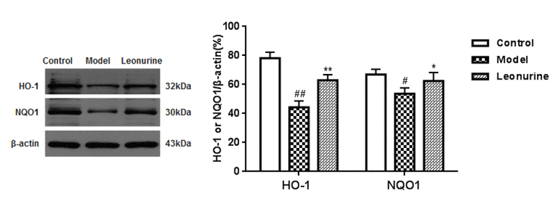 Effect of leonurine on the expressions of HO-1 and NQO1. Data are presented as mean±SD from each group (n=6, mean±SD). #P ##P P P 