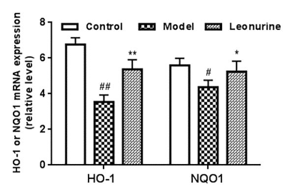 The expression of HO-1 and NQO1 in different groups was analyzed through quantitative RT-PCR. Data are presented as mean±SD from each group (n=6, mean±SD). #P ##P P P 