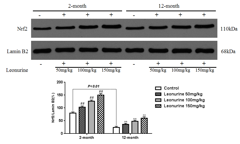 Effect of leonurine on the expression of the Nrf2 protein from normal young mice (2-month) and natural senile mice (12-month) after leonurine administration for 2 months in nuclear. Data are presented as mean±SD from each group (n=6, mean±SD). #P ##P P P 