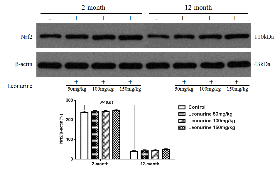 Effect of leonurine on the expression of the Nrf2 protein from normal young mice (2-month) and natural senile mice (12-month) after leonurine administration for 2 months in cytosolic fraction. Data are presented as mean±SD from each group (n=6, mean±SD). #P ##P P P 