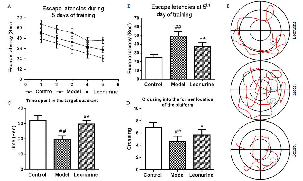 Effect of leonurine on spatial learning and memory impairment in the MWM task. (A) Escape latencies of the training trial. (B) Escape latencies at the 5th day of the training trial. (C) Swimming time in the target quadrant during probe test. (D) The number of crossings into the former location of the platform during the probe test. (E) Swimming trajectory of each group of mice. All data are expressed as means ± SD (n = 12). #P ##P P P 