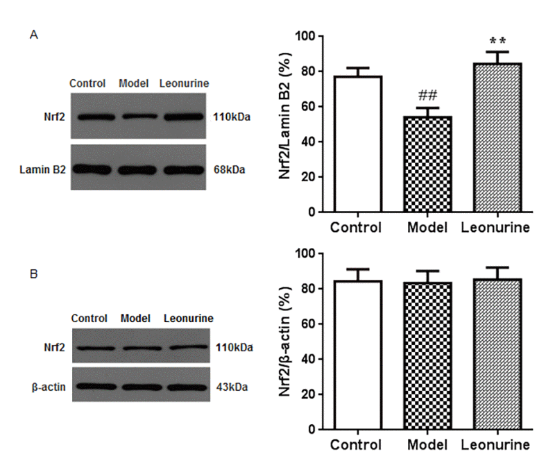 Effect of leonurine on the expressions of Nrf2 protein in the nuclear fraction (A) and cytosolic fraction (B) using western blot analysis. Data are presented as mean ±SD from each group(n=6, mean±SD). #P ##P P P 