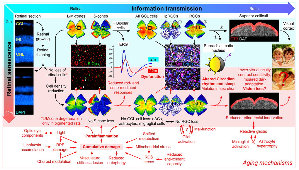 Aging effects on the visual pathway. In the retina, the continuous growth decreases both the retinal thickness and the density of the different retinal populations (details in [2]), however, although no neuronal loss was observed in aged retinas (except, L/M-cones in pigmented rats), the vision forming and the non-vision forming information, that reaches the brain, are likely affected by aging [7].