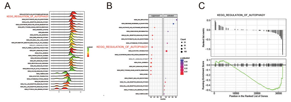 The regulation of autophagy pathway was suppressed in HCC. (A-B) Joyplot and dotplot suggested the distributions of some KEGG pathways gene sets in all differential genes. (C-D) Gseaplot showed the regulation of autophagy pathway was discovered in the region where genes were down-expressed in HCC.