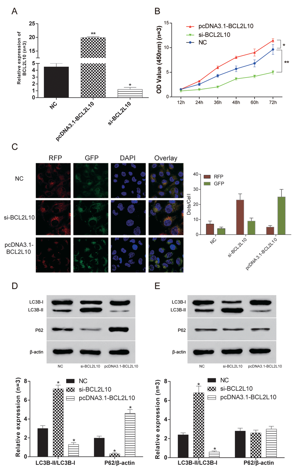 BCL2L10 inhibited autophagy of Hep3B cells. (A)The expression of BCL2L10 in Hep3B cell line after transfection in three different groups was detected by qRT-PCR. (B) The cell viability was detected by CCK-8 in Hep3B cell line. The cell viability of si-BCL2L10 group was the weakest, while the cell viability of pcDNA3.1-BCL2L10 was the strongest. (C) The autophagy flux was observed under fluorescence microscope in Hep3B cell line. (D) The expression of LC3B-II/LC3B-I expression in the pcDNA3.1-BCL2L10 group was decreased, while the expression of LC3B-II/LC3B-I in the si-BCL2L10 group was increased. Besides, knockdown of BCL2L10 inhibited autophagic P62 degradation. (E) Accumulation of LC3B-II was also observed in the presence of Bafilomycin A1, while P62 expression was little decreased in Hep3B cells with BCL2L10 overexpression. * PP