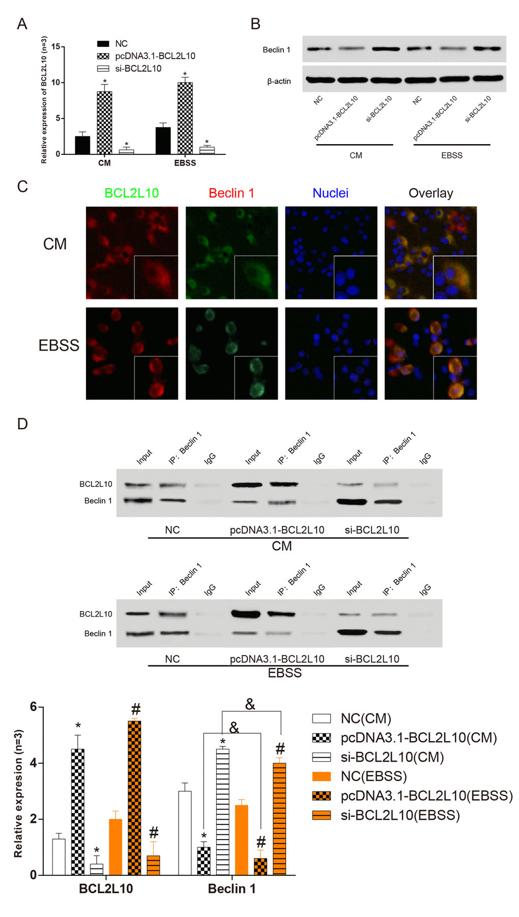 BCL2L10 and BECN1 bound to each other in in Hep3Bcells. (A) qRT-PCR was used to detect the expression level of BCL2L10 after transfection. (B) The expression level of Beclin 1 was detected by western blot. (C) The locations of BCL2L10 and Beclin 1 in both complete medium and starved medium were observed by immunofluorescence. (D) The expression level of Beclin 1 in BCL2L10 was detected by immunoprecipitation assay. CM: complete medium; EBSS: starvation medium. * means to compare with NC (CM) group PP