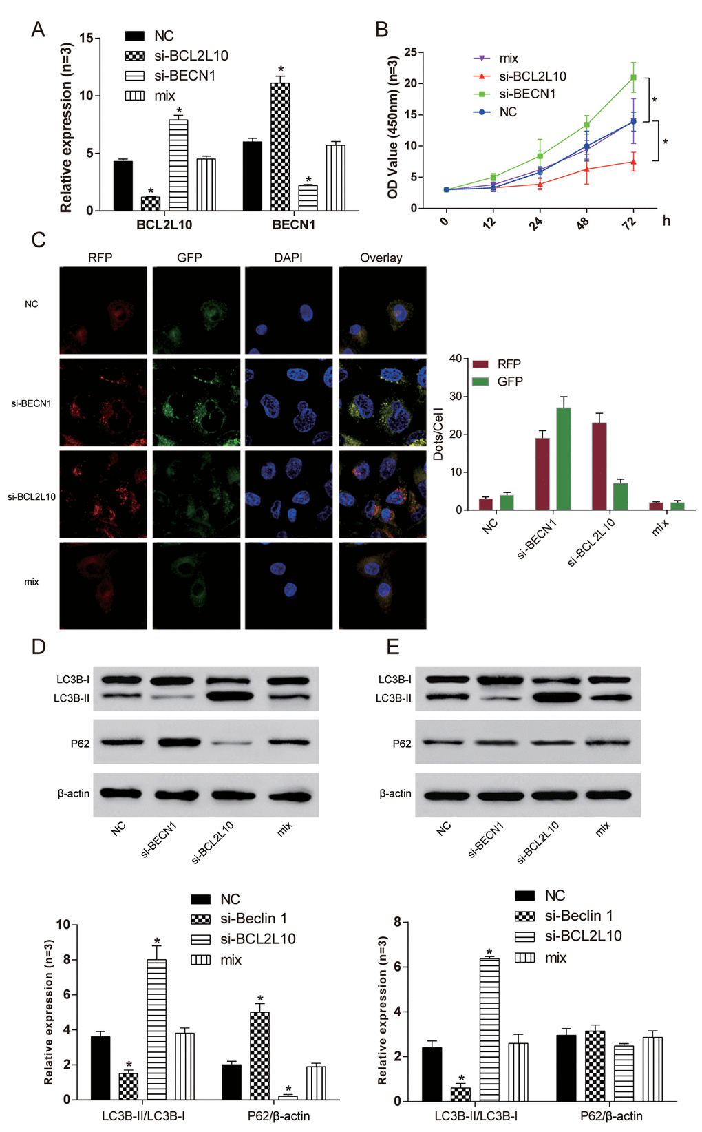 Si-BCL2L10 induced autophagy of Hep3Bcells by releasing BECN1. (A) The expression of BCL2L10 and BECN1 after transfection in four different groups was detected by qRT-PCR. (B) The cell viability of si-BCL2L10 group was the weakest, while the cell viability of si-BECN1 group was the strongest. (C) Decrease of BECN1 could inhibit autophagic flux in HCC cells according to mRFP-GFP-LC3 assay. (D) The expression of LC3B-II/LC3B-I in si-BECN1 group was decreased while the expression of LC3B-II/LC3B-I in si-BCL2L10 group was increased. (E) Accumulation of LC3B-II was observed in the presence of Bafilomycin A1 in Hep3B cells. At the same time, knockout of BECN1 could not induced autophagic P62 degradation. * P 