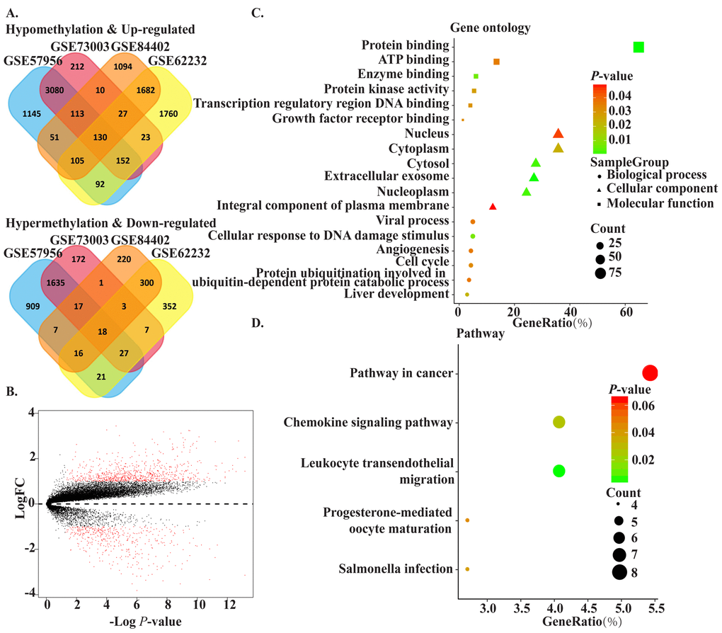 The methylated-differentially expressed genes identification and function. (A) Venn of methylated-differentially expressed genes in gene expression datasets (GSE62232, GSE84402) and gene methylation datasets (GSE73003, GSE57956). (B) The volcano plot of GSE84402. Log2 (FC) vs. -log10 (p value) for differentially expressed mRNA. Red dot represents significant mRNA (log2|FC|>1, PC) The significant enriched gene ontology of MDEGs. (D) The significant enriched KEGG pathways of MDEGs.