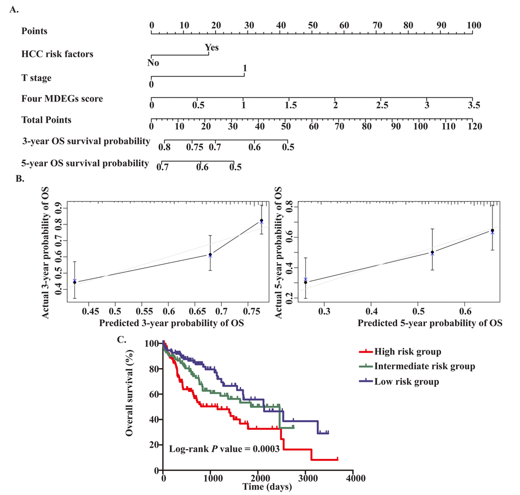 Establishment of the OS nomogram for HCC patients. (A) Nomogram for predicting OS of HCC. There are three components in this nomogram: the four MDEGs score, HCC risk factor and T stage. Each of them generates points according to the line drawn upward. And the total points of the three components of an individual patient lie on "Total Points" axis which corresponds to the probability of 3‐year and 5‐year OS rate plotted on the two axes below. (B) Calibration plots of the nomogram for predicting OS rate at 3 year (Left) and 5 years (Right). The predicted and the actual probabilities of OS were plotted on the x‐ and y‐axis, respectively. (C) Kaplan‐Meier curves of three risk subgroups stratified by the total points the nomogram gives.