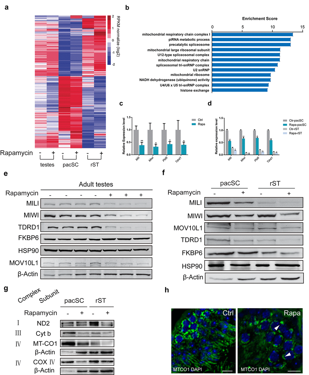 Chronic rapamycin treatment affects the expression of mitochondrial and piRNA pathway genes. Samples were testis tissue (3 control, 3 rapamycin-treated males) and pachytene spermatocytes (pacSC) and round spermatids (rST) isolated from pooled samples (control, n=7 males; rapamycin, n=15). (a) Heatmap of differentially expressed genes. (b) Gene ontology analysis of genes that were downregulated in pachytene spermatocytes from rapamycin-treated mice versus control. (c) Quantitative RT-PCR analysis of piRNA pathway component transcripts in testis tissue. Error bars represent SD (*P d) Relative mRNA level of piRNA pathway genes in pachytene spermatocytes and round spermatid populations. Error bars represent SD (*P e, f) Western blot analysis of piRNA pathway associated proteins in testis (e), and isolated spermatocytes and round spermatids (f) from control (-) and rapamycin-treated (+) males. (g) Western blot analysis of OXPHOS subunits. β-Actin served as loading control. (h) Immunostaining of testis sections for MT-CO1 (green). Arrowheads mark accumulation of MT-CO1 at the periphery of nuclei in rapamycin-treated testis. Scale bar, 20μm.