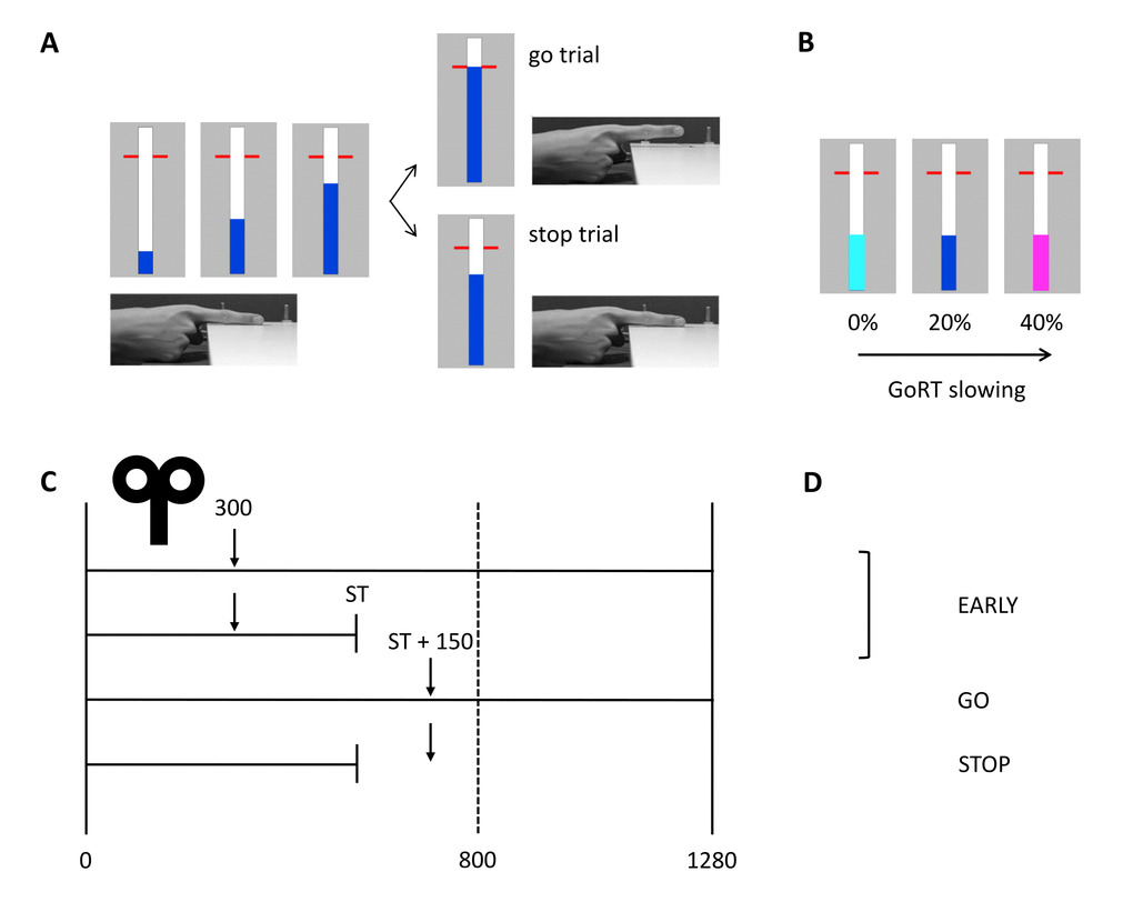 Anticipated response version of the stop-signal paradigm with timing of TMS and conditions of interest. (A) In go trials, participants had to stop the bar as close as possible to the horizontal target at 800 ms from trial onset. The bar could be stopped by releasing the right index finger from the switch. In stop trials, the bar stopped automatically and participants had to cancel the movement of lifting their finger. (B) Proactive inhibition was assessed by manipulating the stop-signal probability. The color of the bar indicated the probability of stops (light blue: 0%, blue: 20%, magenta: 40%). (C) The solid vertical lines represent the start (0 ms) and finish time (1280 ms) of the trial. The target is indicated by the vertical dashed line at 800 ms from trial onset. The TMS test stimulus was delivered at 300 ms from trial onset (early) or 150 ms after the participant-specific stop time (late) in go and stop trials. The stop time was determined for each participant separately and was based on task performance without TMS. (D) Three different conditions were included in the statistical analyses: early, stop and go. GoRT: go response time, ST: stop time.