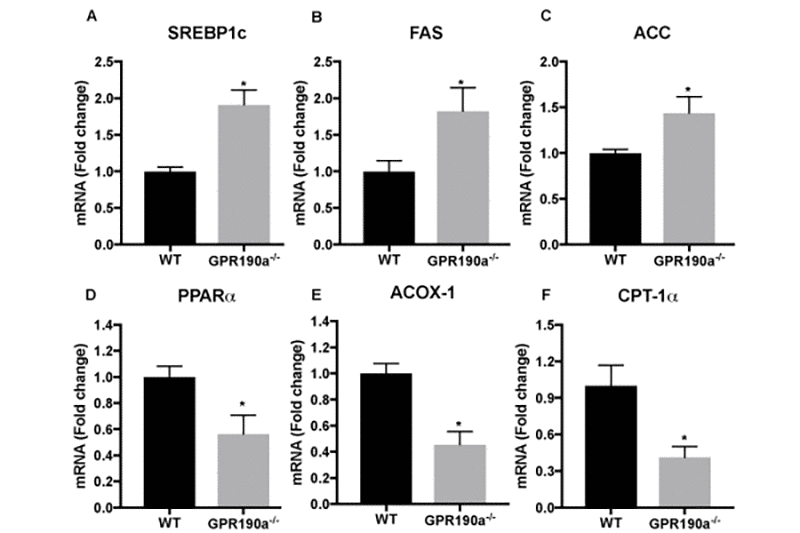 Increased lipogenesis and decreased lipolysis accounts for hepatocyte fat accumulation in Gpr109a-/- mice. (A-F) mRNA expression of genes regulating hepatocyte lipid metabolism was performed by qPCR assay. Data are presented as mean ± S.E.M for (n=4). *p