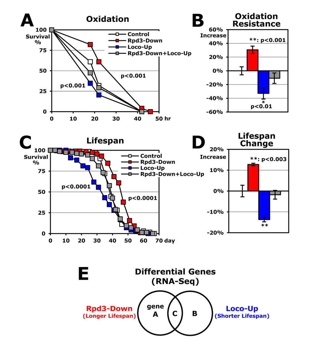 Rpd3 and Loco regulate stress resistance and lifespan overlappingly. (A) The survival curve for oxidative stress using 2-day-old male flies. Control: UAS-loco/+; Rpd3-Down: rpd3- UAS-loco/+; Loco-Up: UAS-loco/actG4; Rpd3-Down+Loco-Up: rpd3- UAS-loco/actG4; p-value: log-rank test between the control and Rpd3-Down or Loco-Up. (B) Changes of oxidative stress resistance. The median survival times of flies under oxidative stress were calculated from several survival curves (A) and then the percentage change from control flies (0%) are represented as average ± standard error of mean (SEM) following normalization with the median of control flies (21.4 hours). P-value (*): Student’s t-test. (C) The lifespan of adult male flies. (D) Percent changes of mean lifespan are indicated as average ± SEM normalized by the control’s mean lifespan (UAS-loco/+: 39.4 days), which were calculated from several lifespan curves (C) of 2 ~ 4 independent experiments. The mean lifespan of another control +/actG4 flies was 40.1 days as single transgenic. (E) Venn diagram of differential genes with RNA-seq analyses between the control and Rpd3-Down or Loco-Up. Gene A and B indicate the groups changed with Rpd3-Down and Loco-Up, respectively. The C represents commonly changed genes in both Rpd3-Down and Loco-Up.