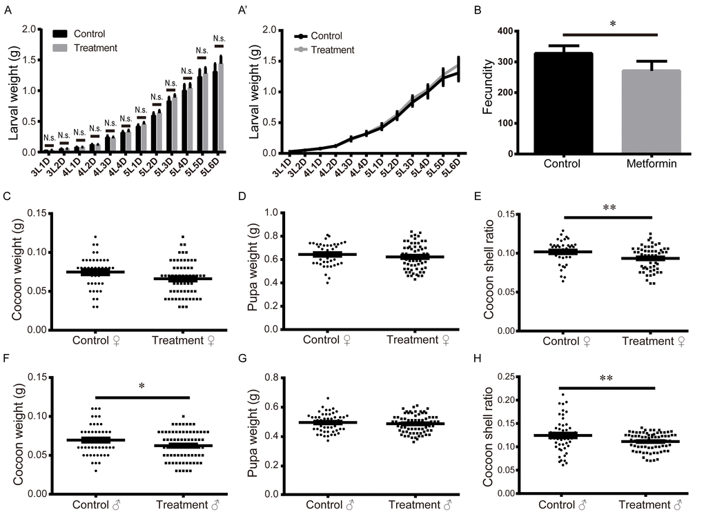 Effects of metformin on larval weight, fecundity, pupal weight, cocoon weight, and cocoon-shell ratio. (A-A’) Larval weights measured daily from L3D1 to L5D6. Bars and symbols depict the mean + SEM, n=5. (B) Fecundity. Bars depict the mean + SEM, n=6. (C) Female pupal weight, (D) cocoon weight, and (E) cocoon-shell ratio. Horizontal bars depict the mean ± SEM, n=61. (F) Male pupal weight, (G) cocoon weight, and (H) cocoon-shell ratio. Horizontal bars depict the mean ± SEM, n=75.