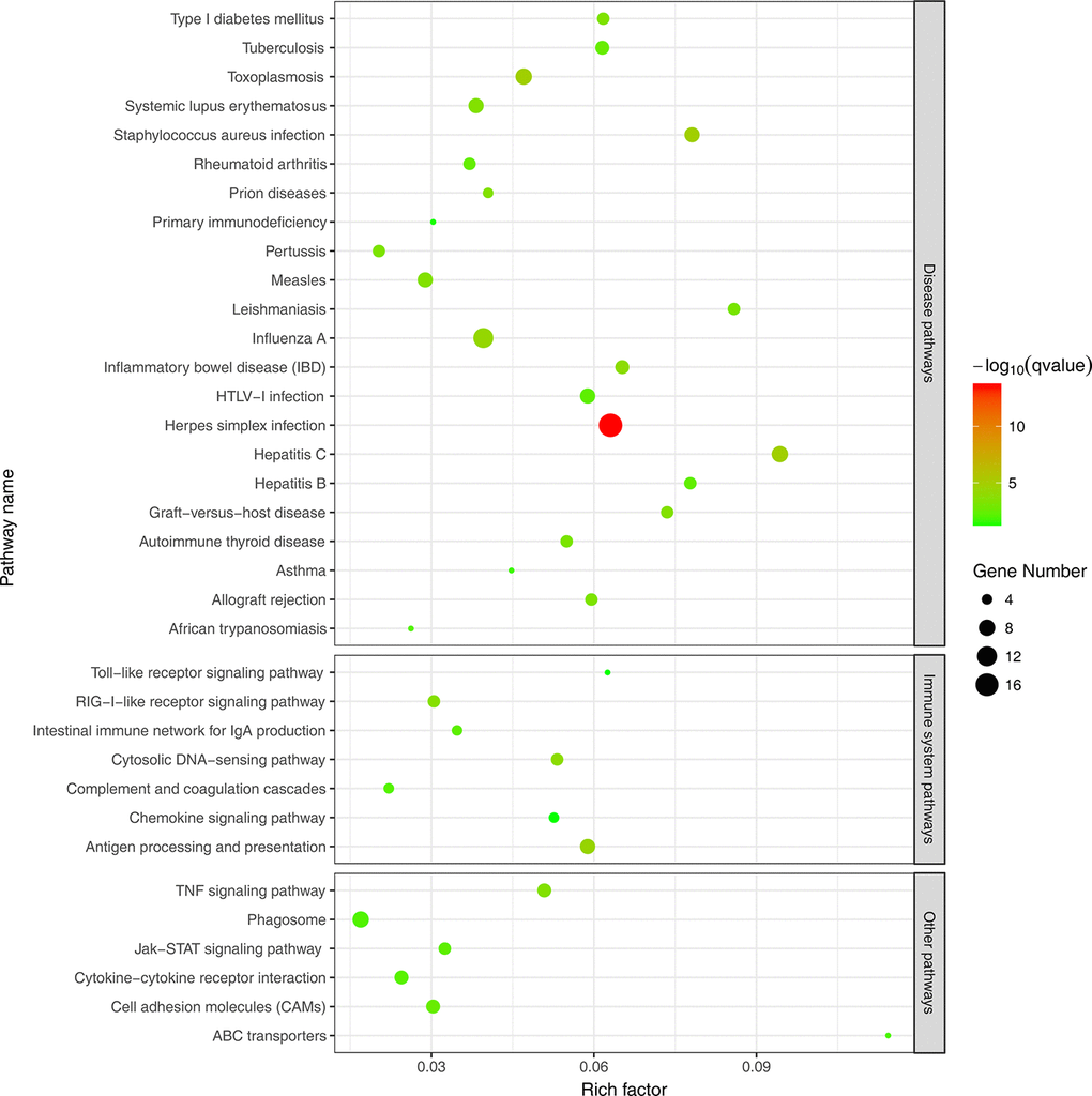 KEGG pathway enrichment analysis of up-regulated DEGs