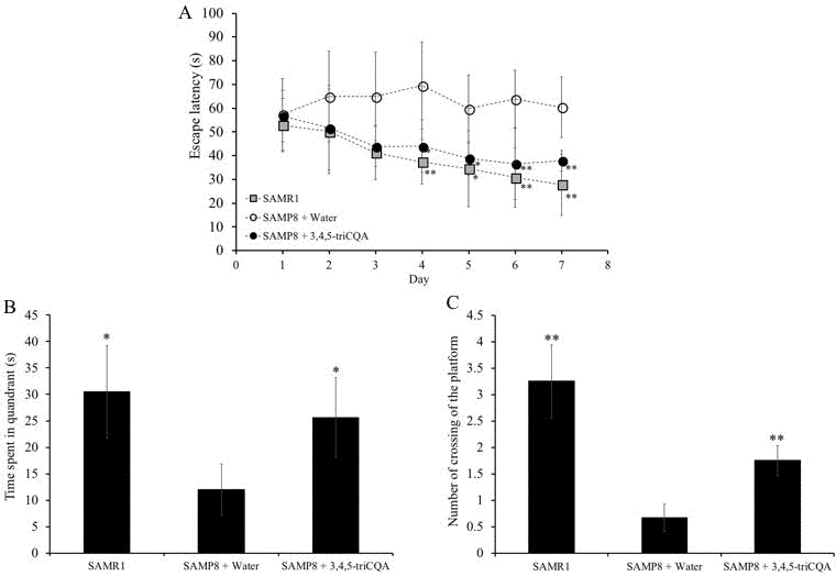 Effect of ethanol extract of 3,4,5-triCaffeoylquinic acid (TCQA) on the spatial learning and memory as determined by escape latency of senescence-accelerated resistant mouse 1 (SAMR1) mice, senescence-accelerated prone mouse 8 (SAMP8) mice and SAMP8 TCQA-treated group determined by Morris water maze test (A)