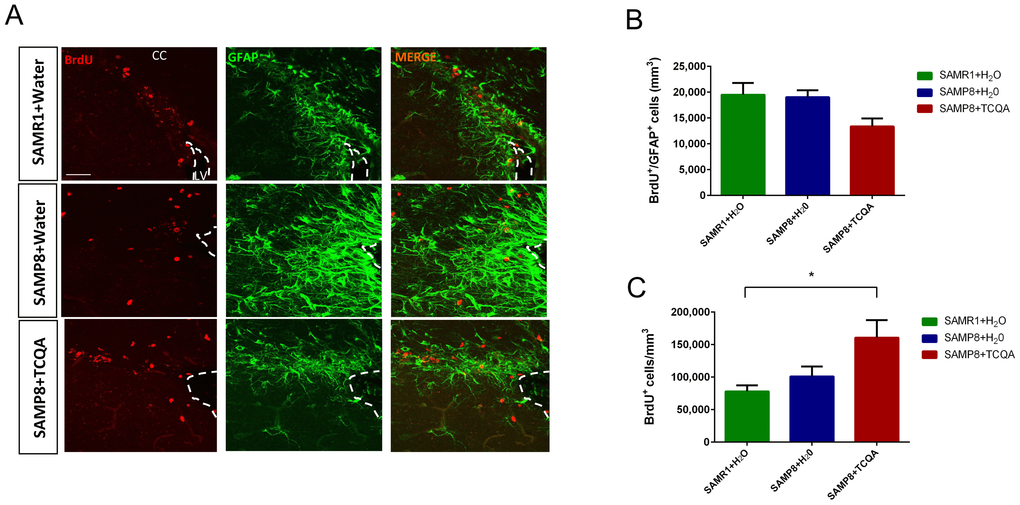 Effect of oral administration of 3,4,5-tricaffeoylquinic acid (TCQA) on subventricular zone (SVZ) proliferation