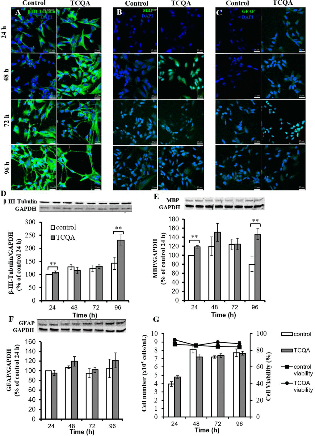 The effect of 3,4,5-tricaffeoylquinic acid (TCQA) on fate, protein expression levels of differentiation markers, and cell proliferation of human neural stem cells (hNSCs)