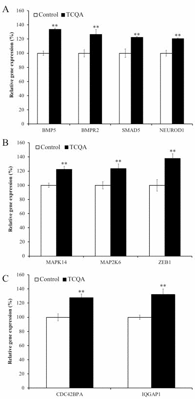 The effect of 3,4,5-tricaffeoylquinic acid (TCQA) on gene expressions related to bone morphogenetic protein (BMP) signaling pathway
