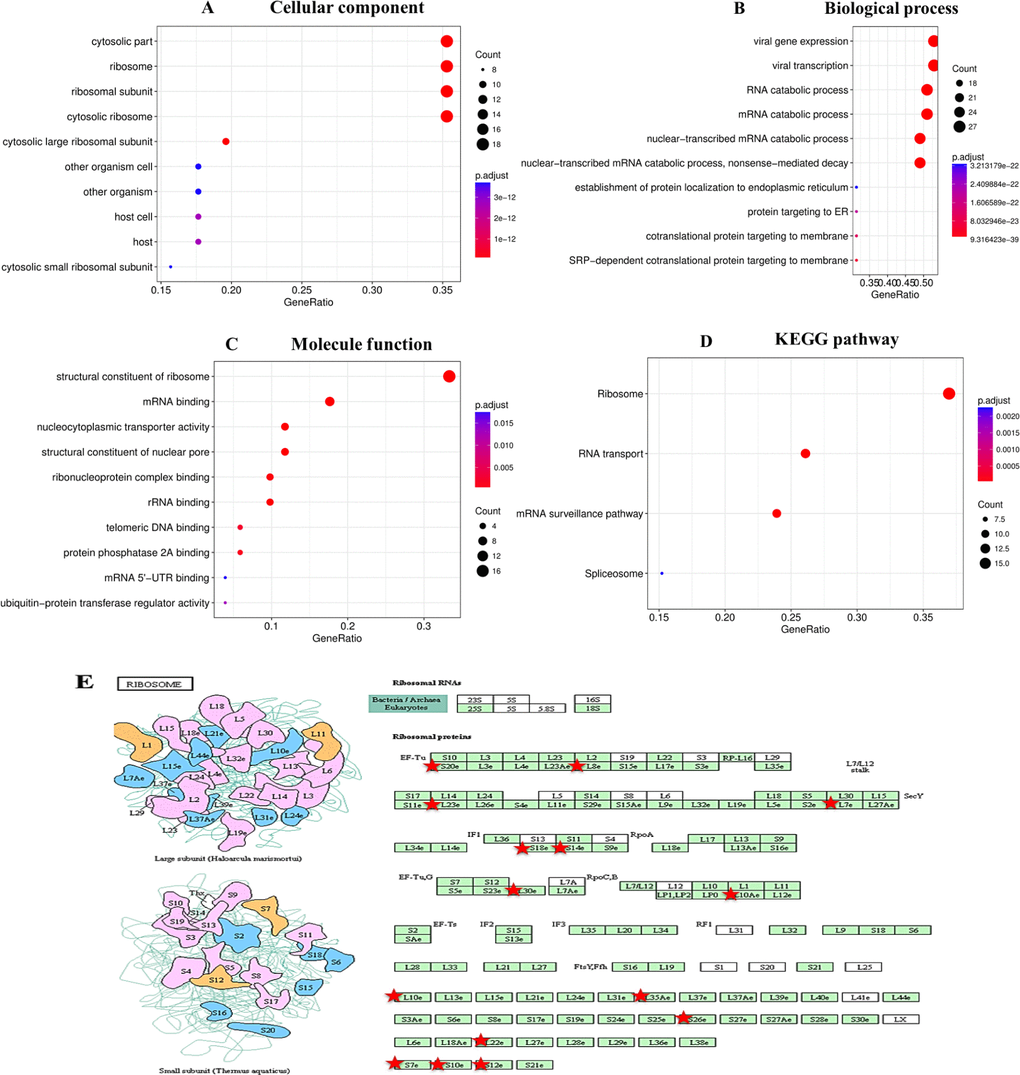 Enrichment analysis of the genes altered in the RBM8A neighborhood in hepatocellular carcinoma