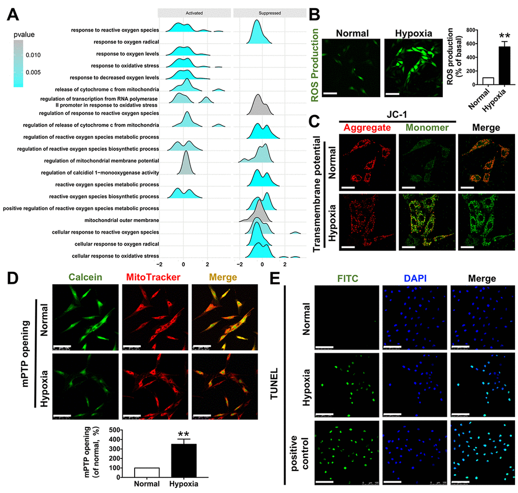 Functional enrichment related to mitochondria. (A) GSEA enrichment results related to mitochondrial functions; (B) ROS production after H9C2 hypoxic simulated myocardial ischemia, bar=100μm; (C) mitochondrial transmembrane potential after H9C2 hypoxic simulated myocardial ischemia, bar=50μm; (D) mPTP opening after H9C2 hypoxic simulated myocardial ischemia, bar=100μm; (E) TUNEL staining after H9C2 hypoxic simulated myocardial ischemia, bar=100μm. *P